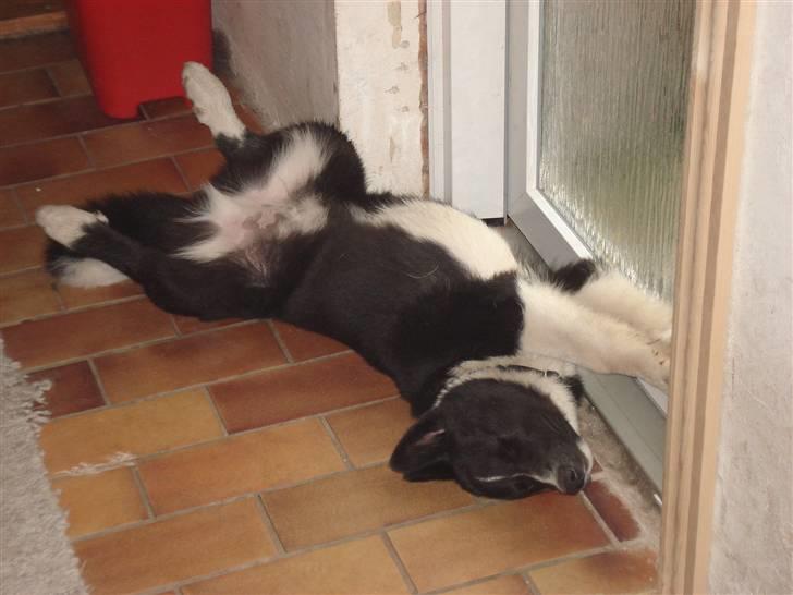 Karelsk bjørnehund Timber - hmmmmm - sover rigtig dejligt!! billede 14