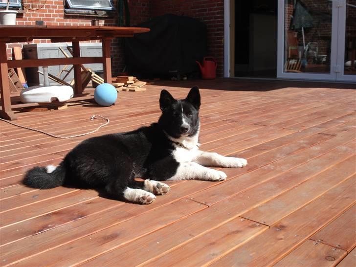 Karelsk bjørnehund Timber - Er jeg ikke lækker billede 15