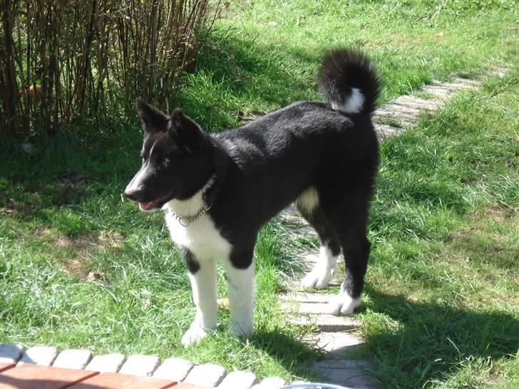 Karelsk bjørnehund Timber - Her er jeg! billede 16