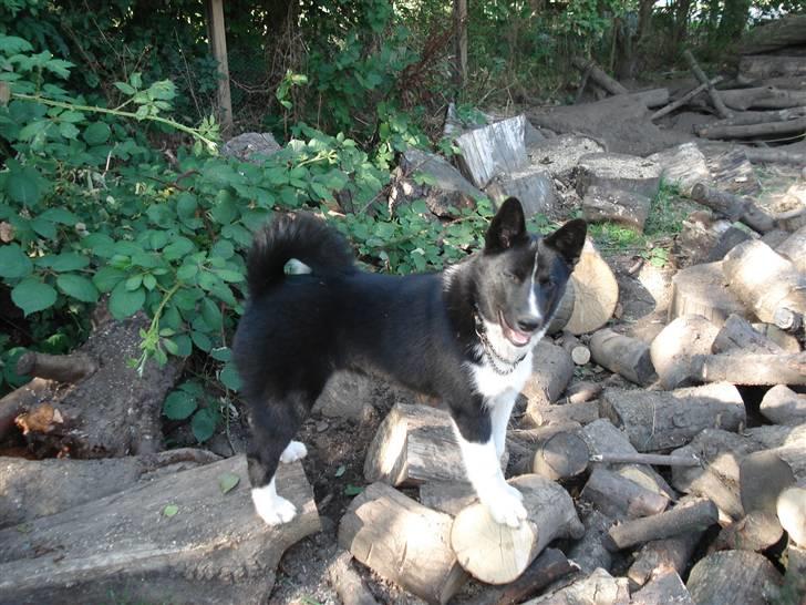 Karelsk bjørnehund Timber - S¨tår jeg ikke fint, mor? billede 17