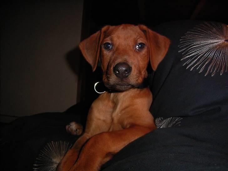 Rhodesian ridgeback cobi billede 1