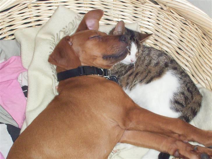 Rhodesian ridgeback cobi billede 2