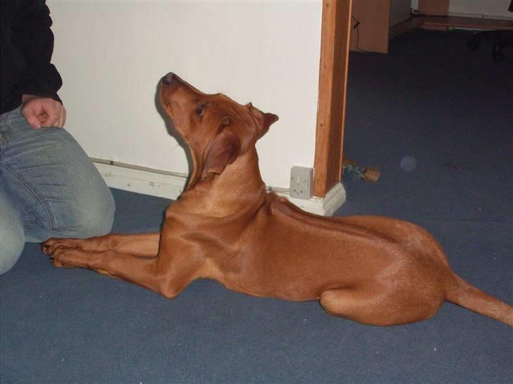 Rhodesian ridgeback cobi billede 3