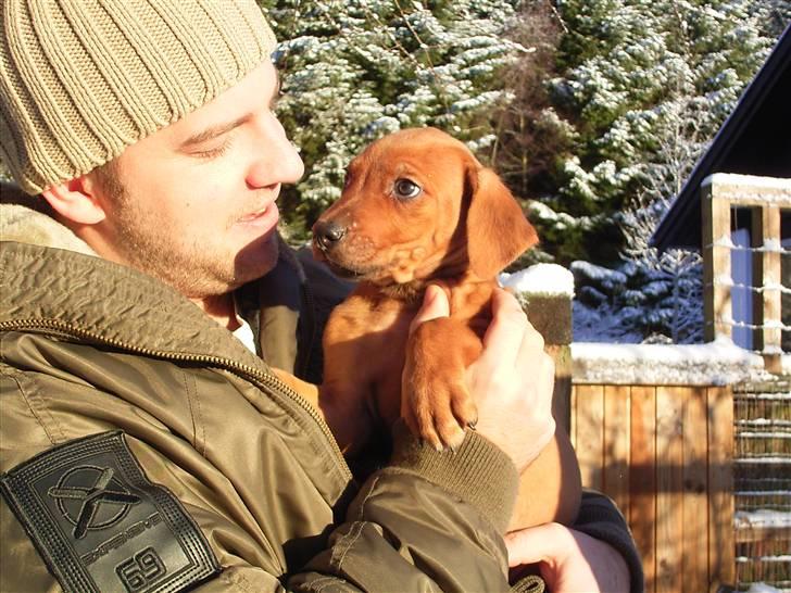 Rhodesian ridgeback cobi billede 4