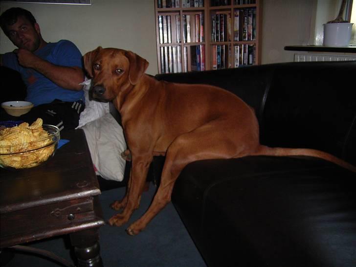 Rhodesian ridgeback cobi billede 5