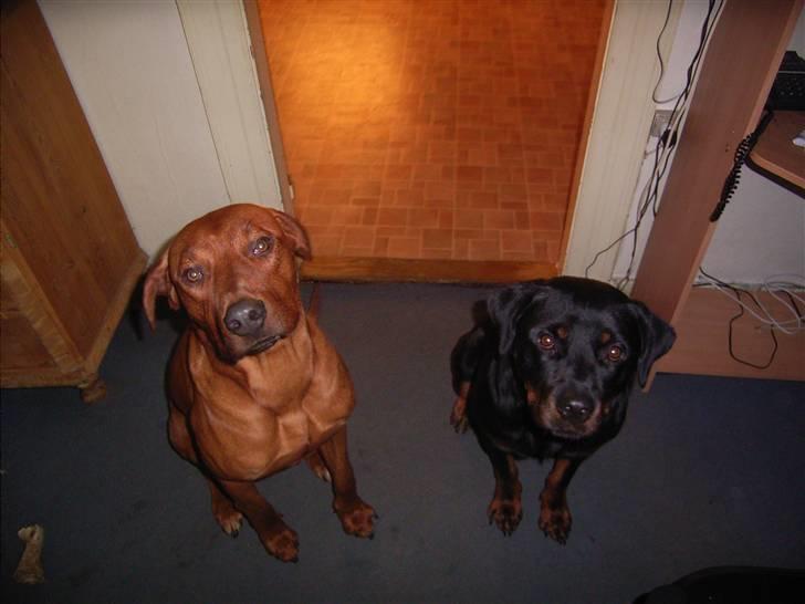 Rhodesian ridgeback cobi billede 6