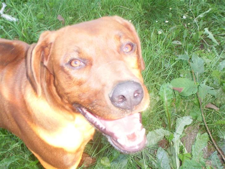 Rhodesian ridgeback cobi billede 7