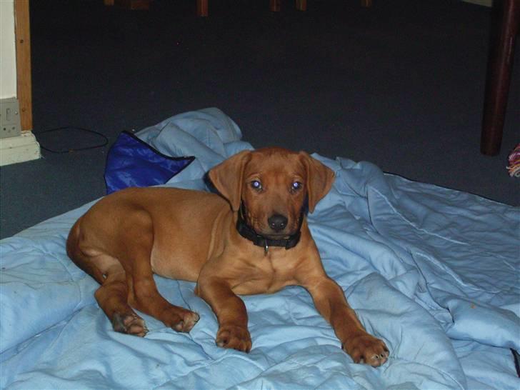 Rhodesian ridgeback cobi billede 8