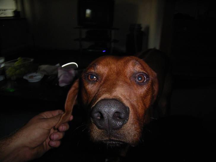 Rhodesian ridgeback cobi billede 9