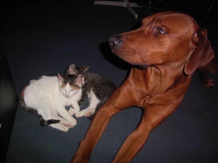 Rhodesian ridgeback cobi billede 10