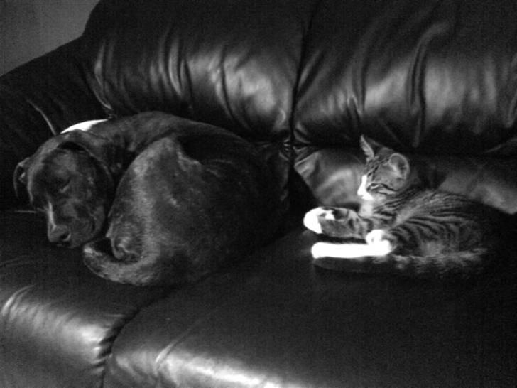 Blanding af racer Cody R.I.P billede 8