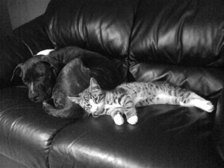 Blanding af racer Cody R.I.P billede 9