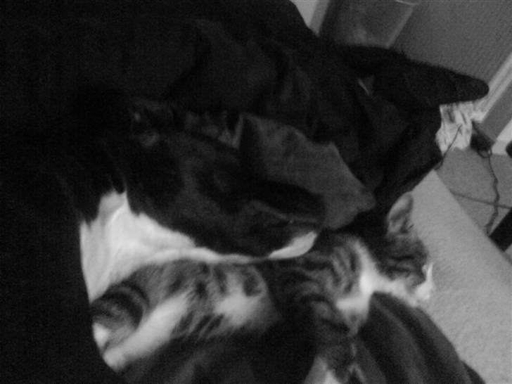 Blanding af racer Cody R.I.P - Cody og Smith putter i den forbudte seng *S* billede 10