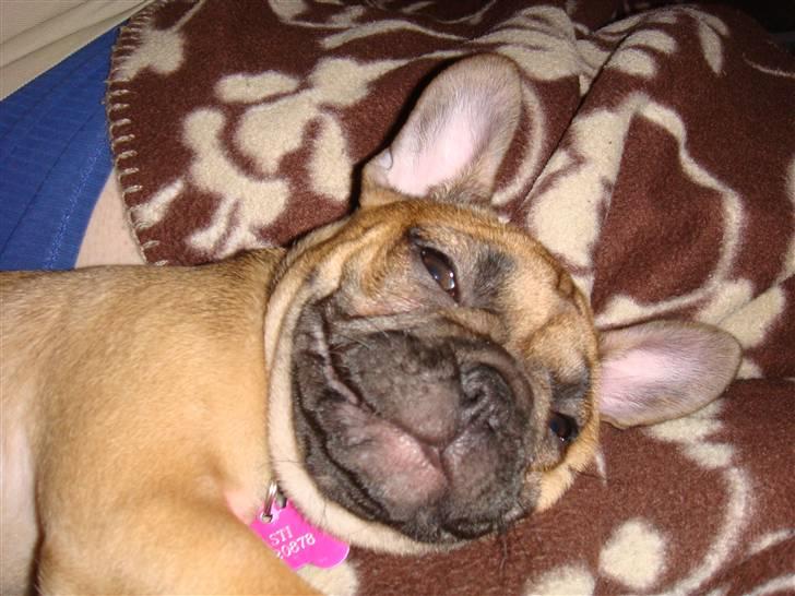 Fransk bulldog Lui Aimeé Asti billede 1