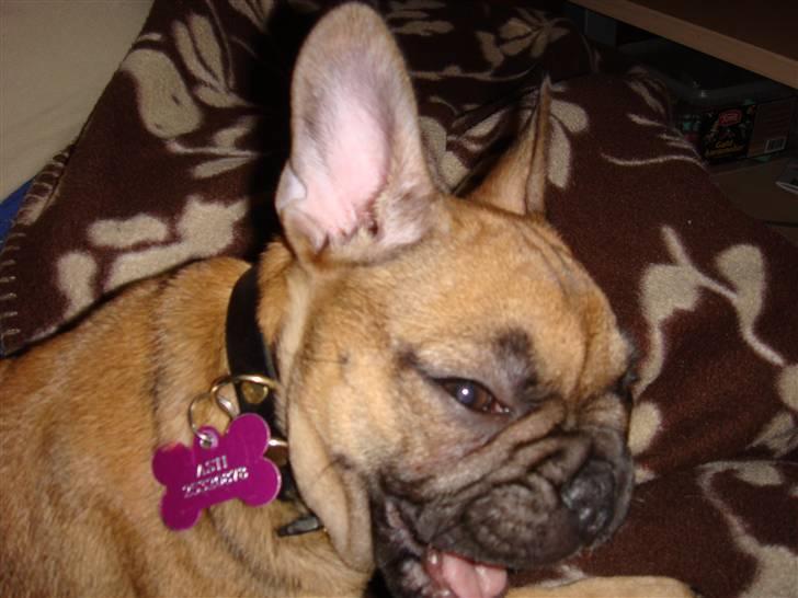 Fransk bulldog Lui Aimeé Asti - så blev man træt efter at have leget billede 2