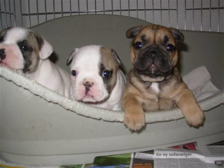 Fransk bulldog Lui Aimeé Asti - Asti 3 uger gammel, sammen med sine søskene billede 3