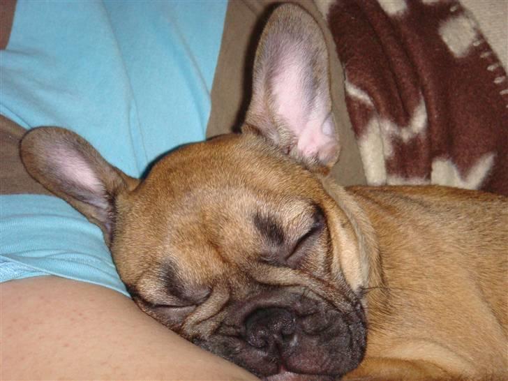 Fransk bulldog Lui Aimeé Asti - Det er så trygt at sove i fars arm billede 4