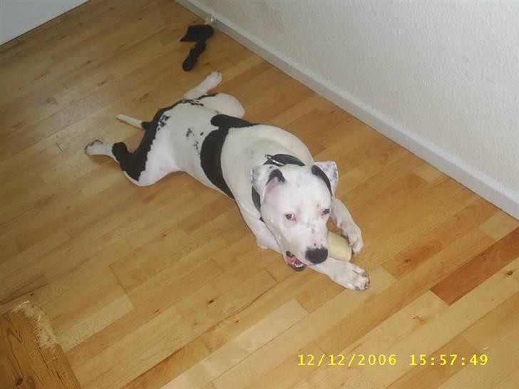 Amerikansk staffordshire terrier Joker R.I.P min skat :'( billede 11
