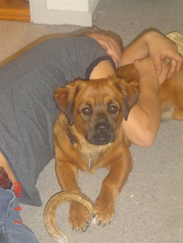 Blanding af racer Basse Ib billede 13