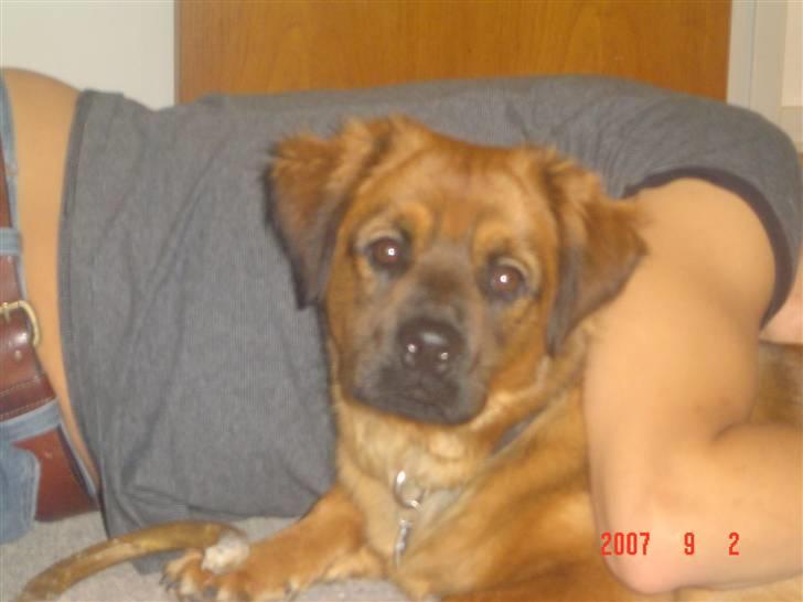 Blanding af racer Basse Ib billede 14