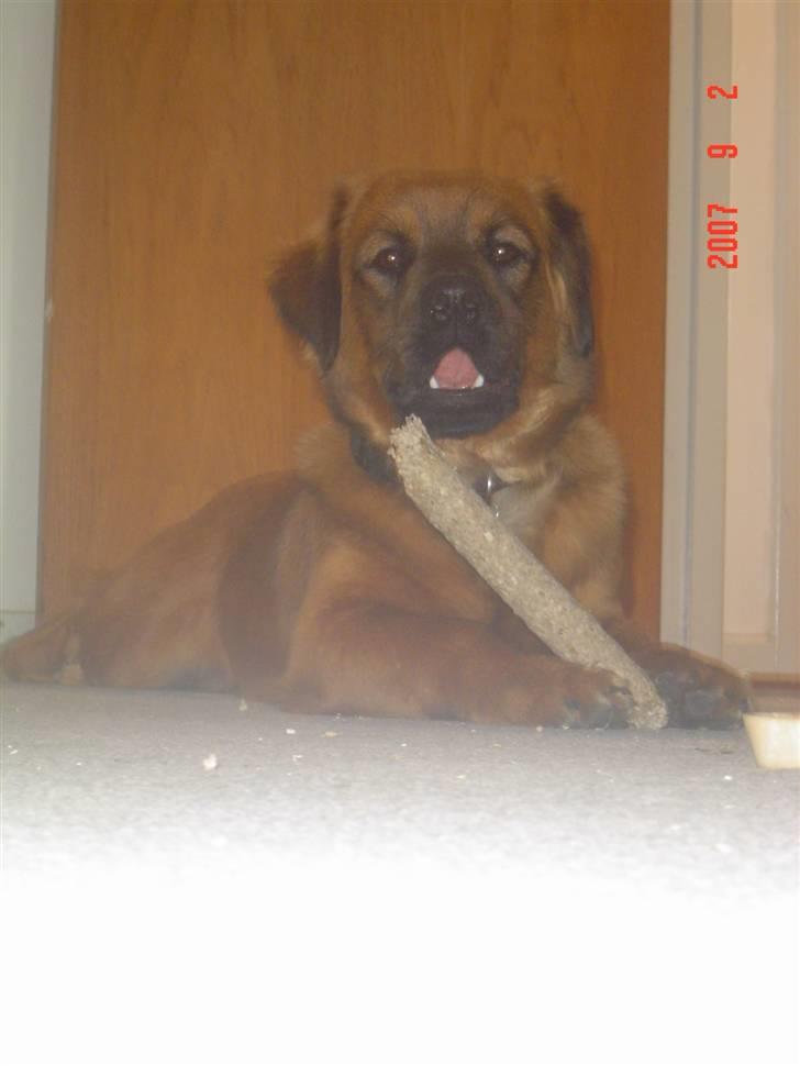 Blanding af racer Basse Ib billede 15