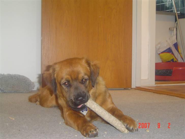 Blanding af racer Basse Ib billede 16