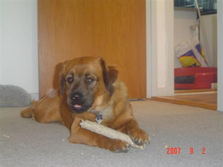 Blanding af racer Basse Ib billede 17