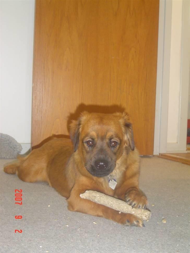 Blanding af racer Basse Ib billede 18