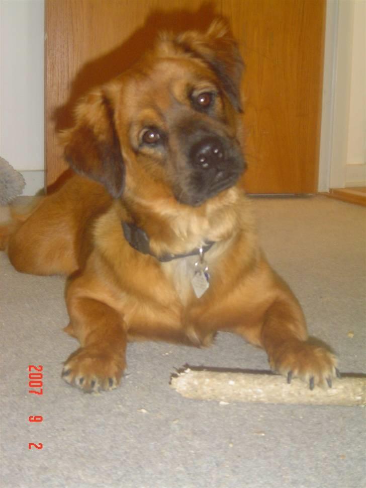 Blanding af racer Basse Ib billede 19