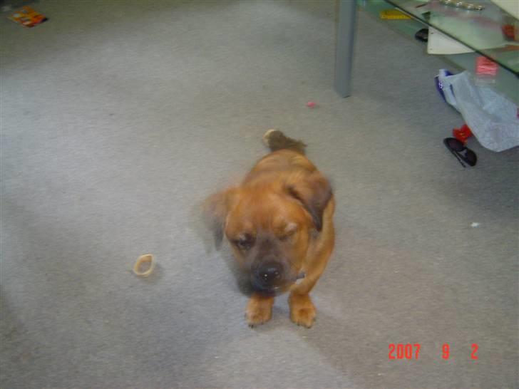 Blanding af racer Basse Ib billede 20