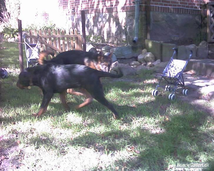 Rottweiler rico billede 3