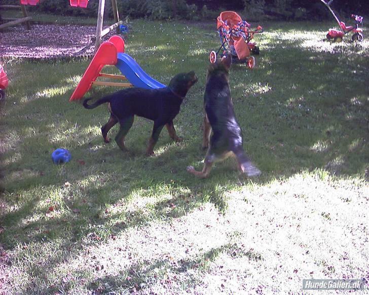 Rottweiler rico billede 4