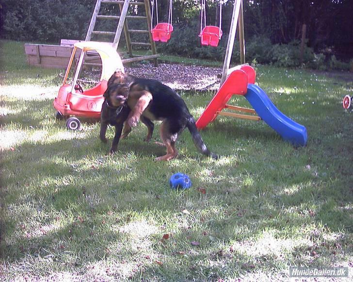 Rottweiler rico billede 5