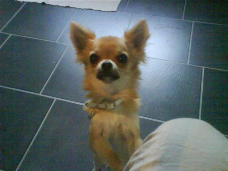 Chihuahua Joey - Flere billeder? Ja tak :-) billede 2