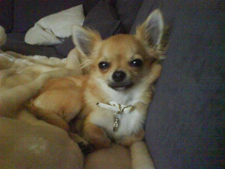 Chihuahua Joey - Kunne du ikke vente med at tage et billede til jeg var vågen, mor? billede 3