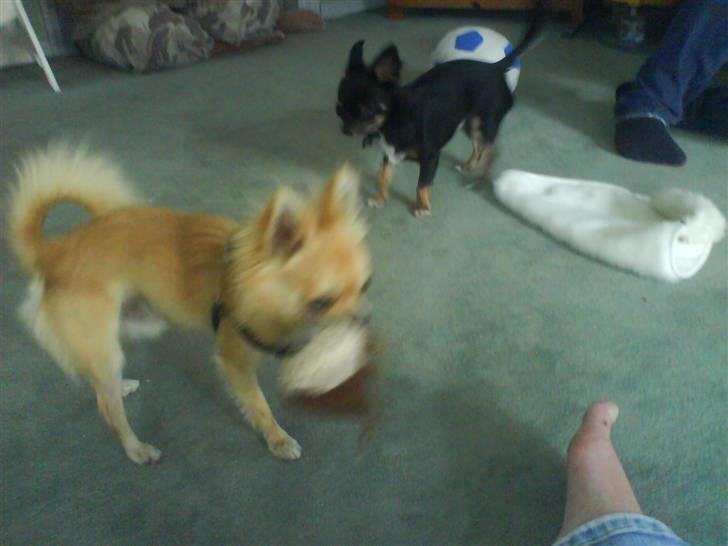Chihuahua Joey - Her leger jeg med min bedste ven Nero. De bor heldigvis tæt på, og ham må jeg gerne lege vildt med :-) billede 4