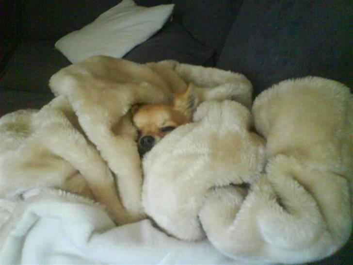 Chihuahua Joey - Find Joey :-) billede 5