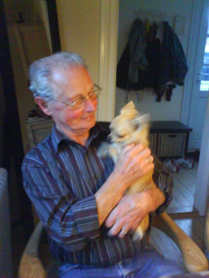 Chihuahua Joey - Oldefar er bare den bedste! Han giver altid masser af godbidder. Også ved bordet, selvom mor skælder ham ud :-) billede 6