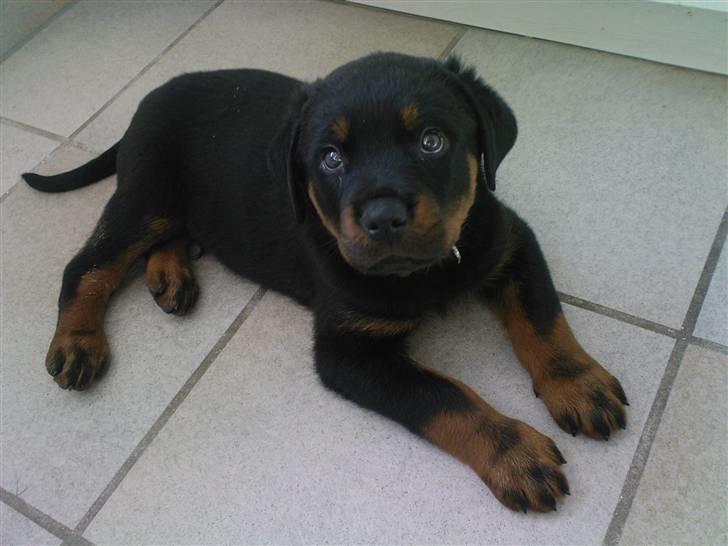 Rottweiler rico billede 6