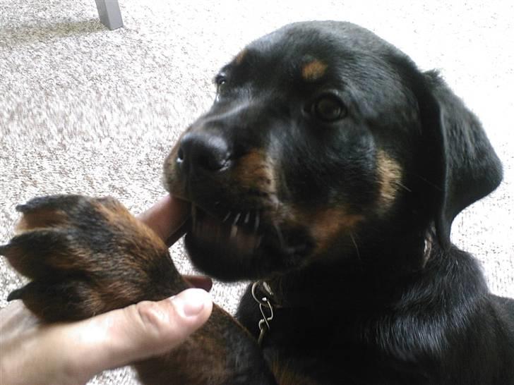 Rottweiler rico billede 7