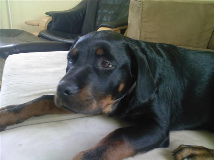 Rottweiler rico billede 8