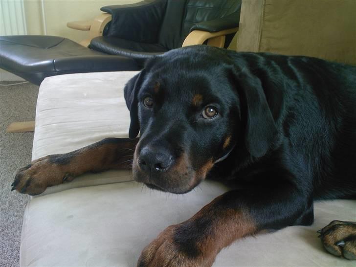Rottweiler rico billede 9