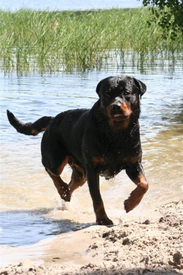 Rottweiler Basse billede 2