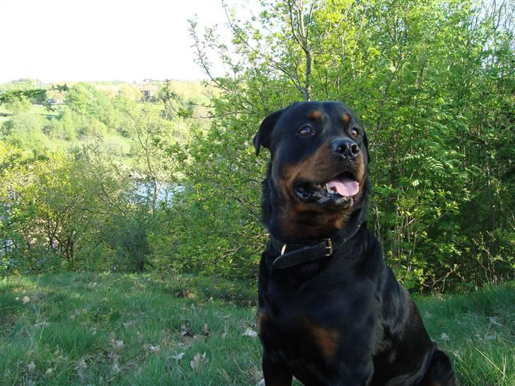 Rottweiler Basse billede 3