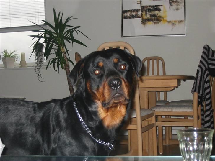 Rottweiler Basse billede 5