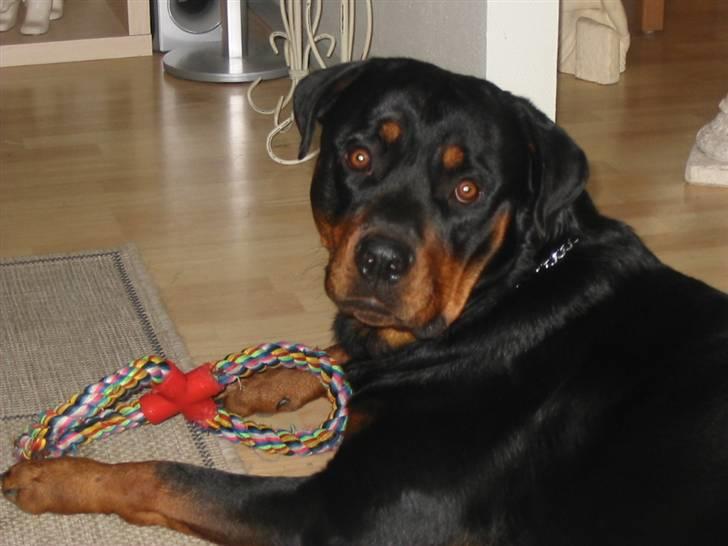 Rottweiler Basse billede 6