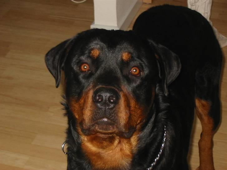 Rottweiler Basse billede 7