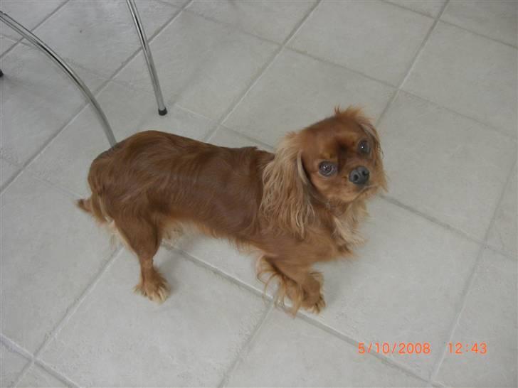 Cavalier king charles spaniel Mille DØD den 29 Juni 2012. - Mille musse en lille skøn "ruby" billede 1