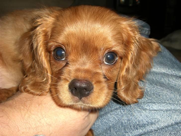 Cavalier king charles spaniel Mille DØD den 29 Juni 2012. - Er hun ikke bare skøn lille Mille. billede 2