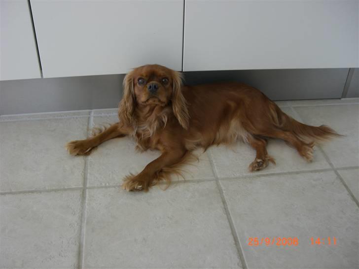 Cavalier king charles spaniel Mille DØD den 29 Juni 2012. - Her ligger Mille sammen med en af vores andre hunde som hedder Molly er hun ikke dejlig. billede 3